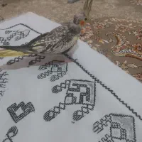 جوجه عروس هلندی