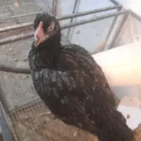 مرغ لاری|حیوانات مزرعه|همدان, |دیوار