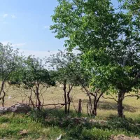 زمین کشاورزی در روستای نصیر آباد( نصروا)