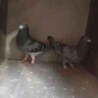 کفتر سبز پولکی نروماده