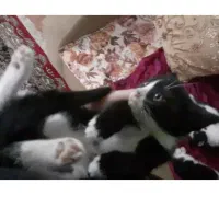 پیشی