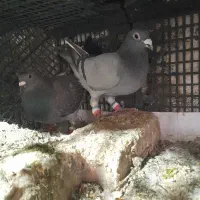 کفتر پلاکی معاوضه با سینه ای