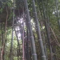 بامبو خیزران برای چیدن گردو عمده تا ده متر