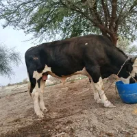 گاو نر چاق واصل سیمینتال