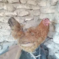 مرغ جوان تخم گذارقیمت700هزارتومان