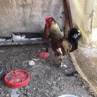 مرغ  و خروس
