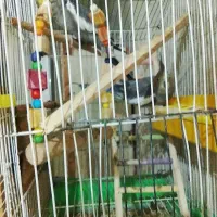 دو عدد عروس هلندی زیبا30000000