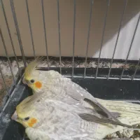 جوجه عروس باوالدین