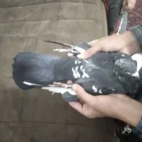 کفتر|پرنده|قم, شهر قائم|دیوار