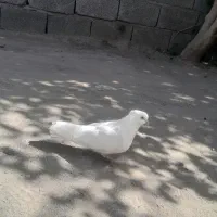 سفید اراکی نر مست مست ۱۵۰۰