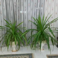 یک جفت گل زیبا و شاداب پاندانوس