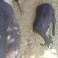 کهره‌