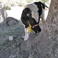 گوساله