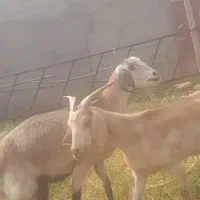 بز دوبر سانن بادوبزغاله بزرگ نر