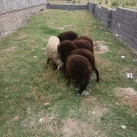 گوسفند|لوازم جانبی حیوانات|علی‌آباد کتول, |دیوار