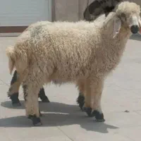 گوسفند نر