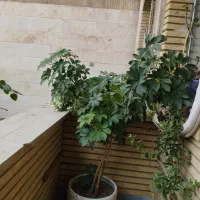 گل شفلرا با گلدان سفالی بزرگ