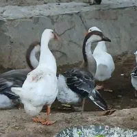 قوغاز وجوجه طاوس