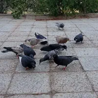 کفتر نر و ماده