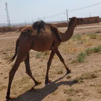 شتر|حیوانات مزرعه|اسفراین, |دیوار