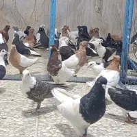 رنگی نقش کبوتر نسل کشی
