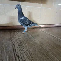 کفتر مسافتی پولکی موریس چاپی جوجه