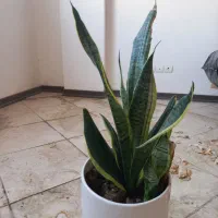 گل دیفن باخیا ،سانسوریا، پتوس