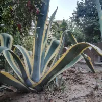 آگاو آلوئه ورا