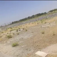 زمین-در-حیطه-طلای-چناران