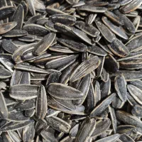 تخمه کانادایی تازه بشرط درجه 1