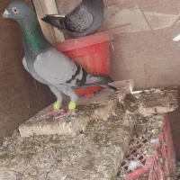 طوقی|پرنده|گرمه, |دیوار