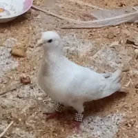 کفتر صید شده