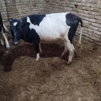 گوساله چاق کشتاری