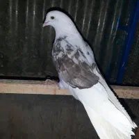 کبوتر زیبا و پرشی