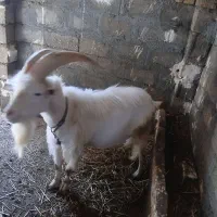 فروش نر بز سانن