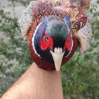 جوجه یک روزه امریکایی