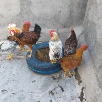 خروس نذری