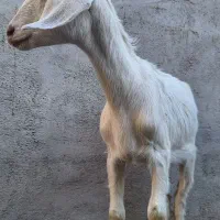 بزغاله سانن بز