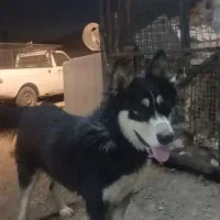 سگ هاسکی ماده اصیل
