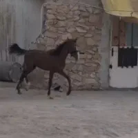اسب نژاد دره شور