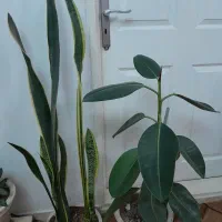 دوعددگل خانگی آپارتمان