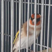 سهره استاد۴دهن لر تازه صاف۳دنگ روب بالا بینظیر