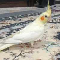یک عدد جوجه عروس هلندی زعفرانی دوماهه نر دستی