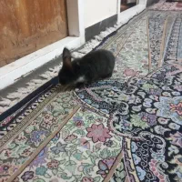 خرگوش|موش و خرگوش|کرمان, |دیوار