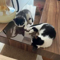 دوتا گربه توپول