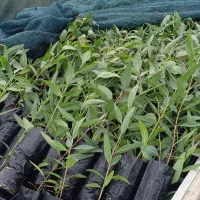 نهال اکالیپتوس