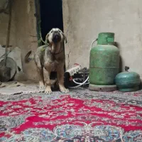توله ماده  پژدر . عراقی