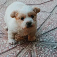 سگ پامرخرسی