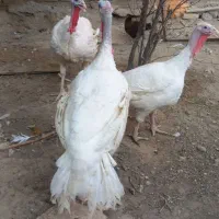 بوقلمون بیوتی