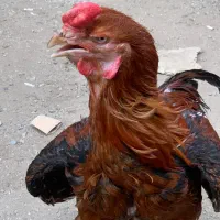 خروس افغان ۸ ماهه
